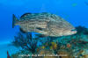 Black Grouper 