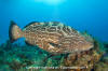 Black Grouper