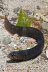 Black Prickleback