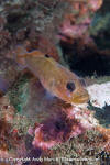 Blackeye Goby