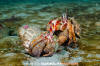 Blackeyed Hermit Crab 009