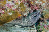 Blackspotted Moray