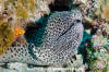 Blackspotted Moray