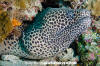 Blackspotted Moray