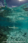 Blacktip Reef Shark