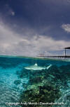 Blacktip Reef Shark