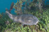 blind shark image