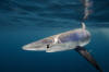 blue shark picture