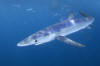 blue shark picture