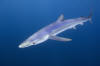 blue shark image