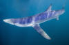 Blue Shark Image