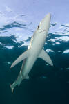 Blue Shark