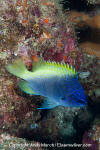 Blue and Yellow Chromis