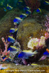 Blue and Yellow Chromis