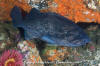 Blue Rockfish