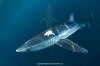 Blue Shark