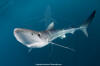 Blue Shark