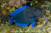 Blue Tang