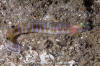 Bluebarred Prickleback