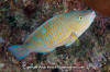 Bluechin Parrotfish