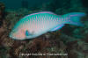 Bluechin Parrotfish