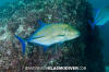 Bluefin Trevally