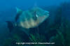 Blunthead Triggerfish