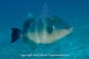 Blunthead Triggerfish