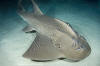 bowmouth guitarfish