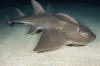 bowmouth guitarfish