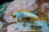 Bravo Blenny