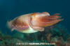 Broadclub Cuttlefish