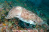 Broadclub Cuttlefish