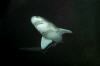 Broadnose sevengill Shark Picture