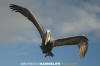 Brown Pelican