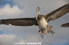 Brown Pelican