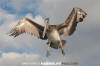 Brown Pelican