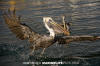 Brown Pelican