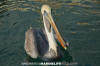 Brown Pelican