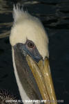 Brown Pelican