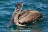 Brown Pelican