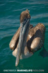 Brown Pelican