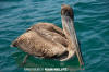 Brown Pelican