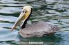 Brown Pelican