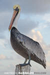 Brown Pelican