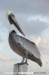 Brown Pelican