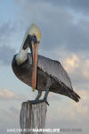 Brown Pelican