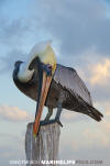 Brown Pelican