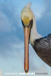 Brown Pelican