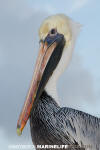 Brown Pelican